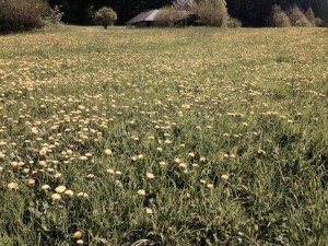 94505 Bernried @ Wild-Berghof Buchet