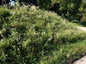 94505 Bernried @ Wild-Berghof Buchet