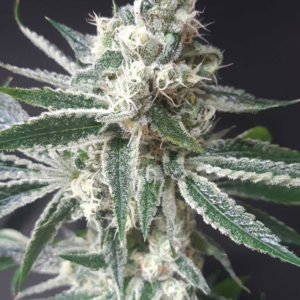 Tropicana Cookies
