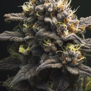Critical Kush