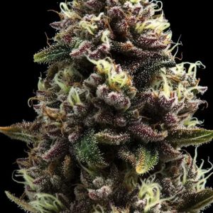 Purple Punch