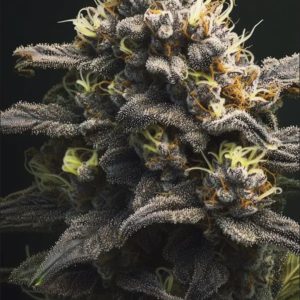Tropical Gelato